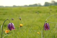 A view of the North Meadow, Cricklade, Wiltshire